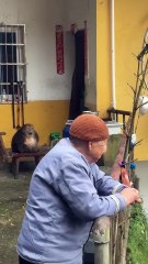 Silent Witness: A Monkey’s Moment | Cute Animal Clip