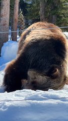 Boo Bear Kicking Horse