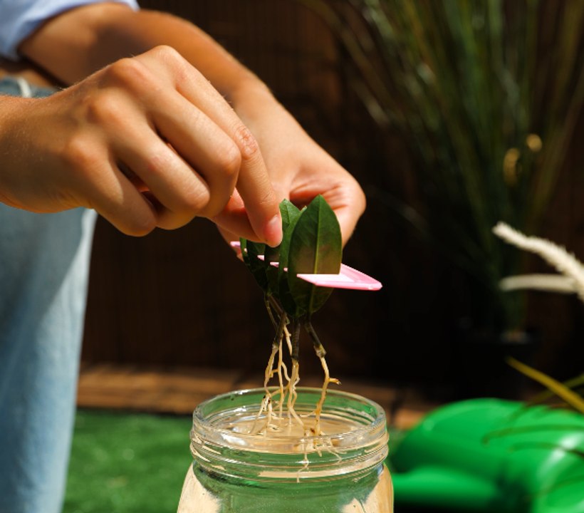 Genius gardening tips that will take your skills to the next level!