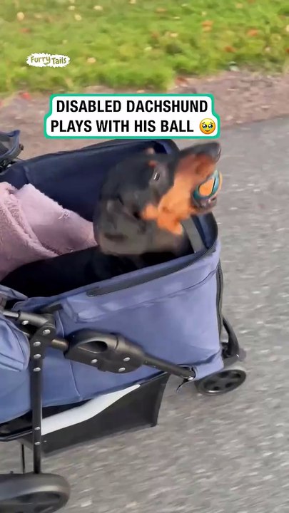 Disabled dachshund takes his ball for a walk