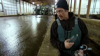 Dirty Jobs - Dairy Cow Midwife