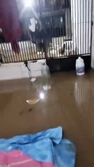 Abrigo de animais sofre alagamento em Caucaia