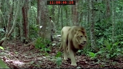 LE COLLIER DE MAKOKO Bande annonce (2011) par Henri Joseph Koumba Bididi