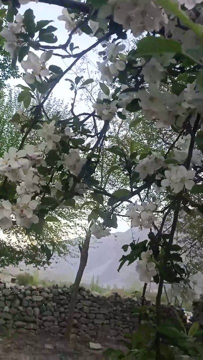 Apple blossom 🍎🍏 🌸🌼