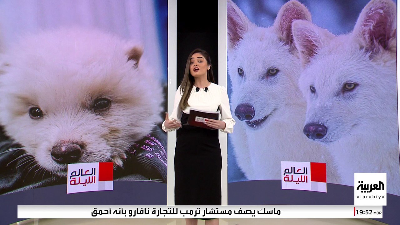 استنساخ ذئاب معدلة وراثيا بعد انقراضها بأكثر من 10 آلاف سنة