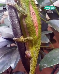 Lach dich schlapp mit Lustige Pfoten Ч. 64