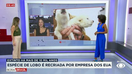 Empresa dos EUA recria espécie de lobo extinta há 12 mil anos