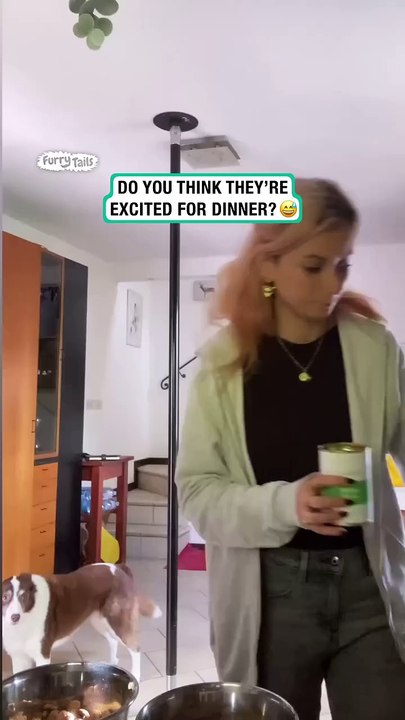 Australian shepherd jumps for dinner