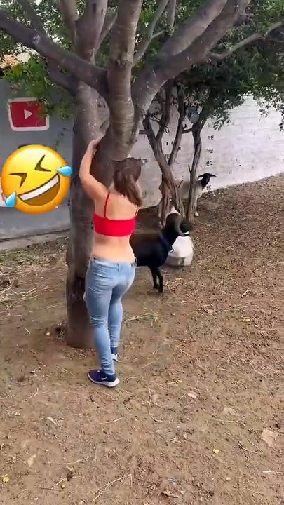 Funny animal video