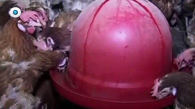 Fallece niña de 3 años por influenza aviar, el primer caso detectado en México I Reporte Indigo