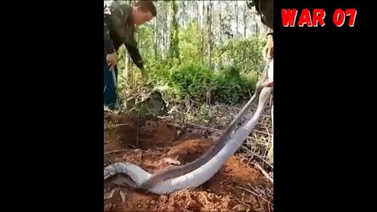 Ular Phyton Biru