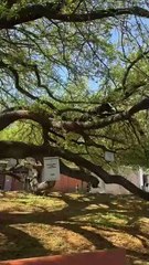 Parque Los Olivos: Un oasis urbano en San Pedro Garza García
