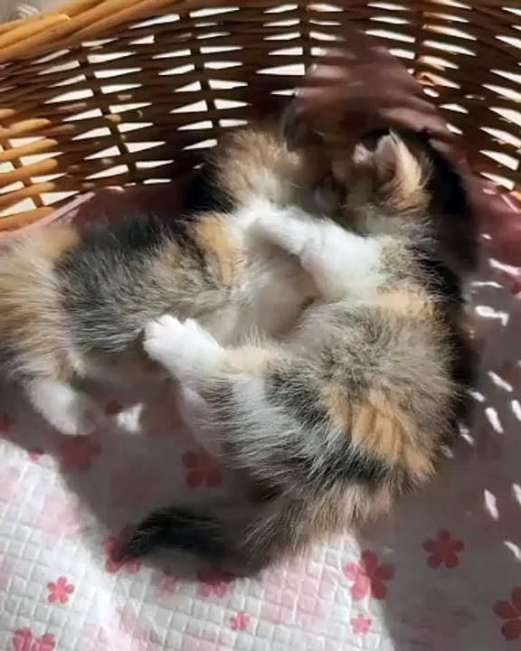 🐾 Welcome to the ultimate CuteCats compilation! 😻 In this video, we're br