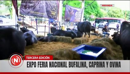Vpdta. Delcy Rodríguez inaugura 3ª Edición de la Expoferia Nacional Bufalina, Caprina y Ovina