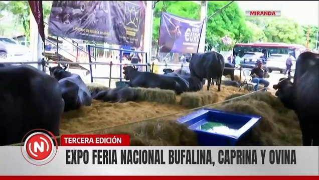 Vpdta. Delcy Rodríguez inaugura 3ª Edición de la Expoferia Nacional Bufalina, Caprina y Ovina