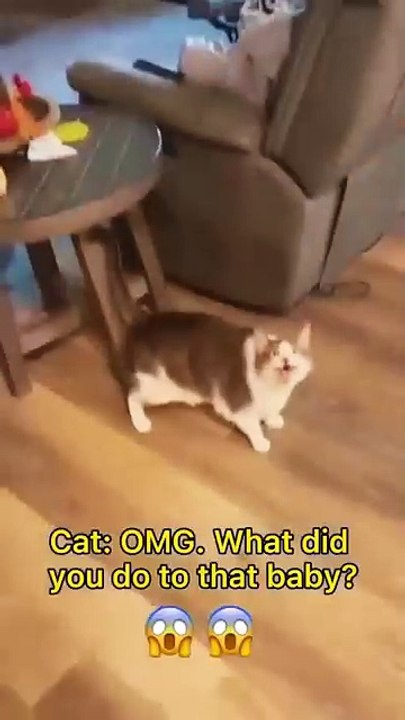 Cat video
