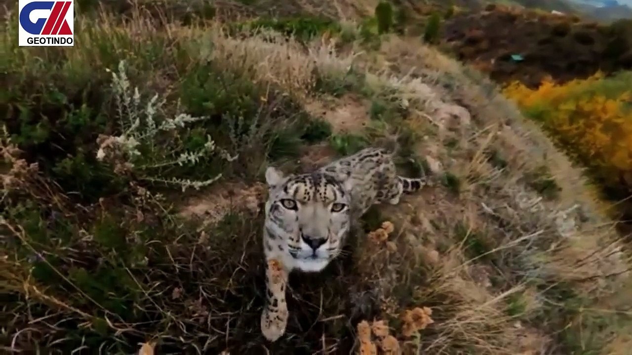 SNOW LEOPARD