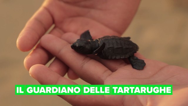 Salvare le tartarughe dal traffico illegale e delle cucine