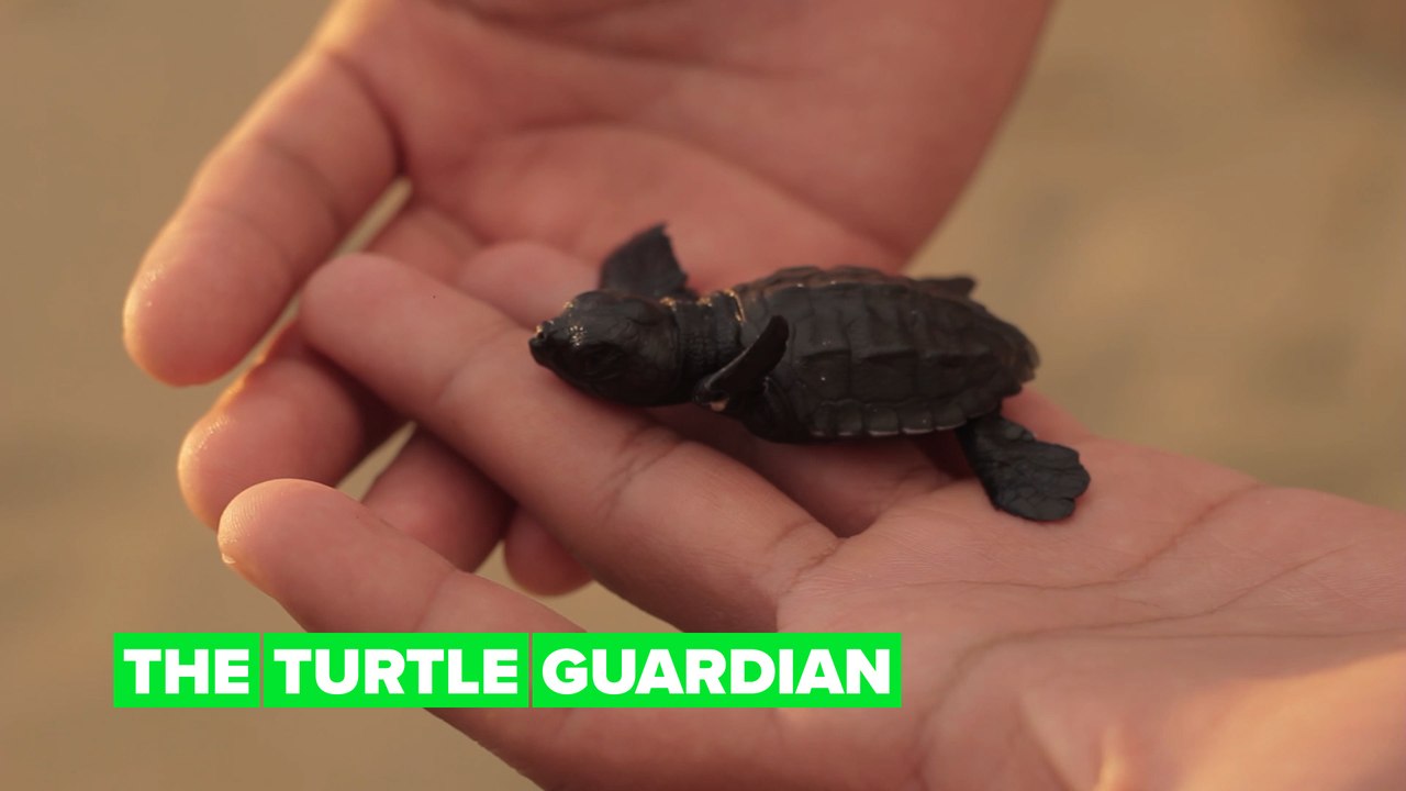 Eaten and trafficked: Saving turtles from smugglers
