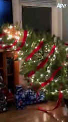 079. Cats vs. Christmas Trees- A rivalry as old as time 😺🎄