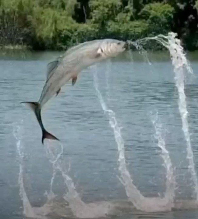 #Entrtainment#shortvideo#shortviral#kashmirvilog#funyvilog#dalymutionvilogs#shortfilam#