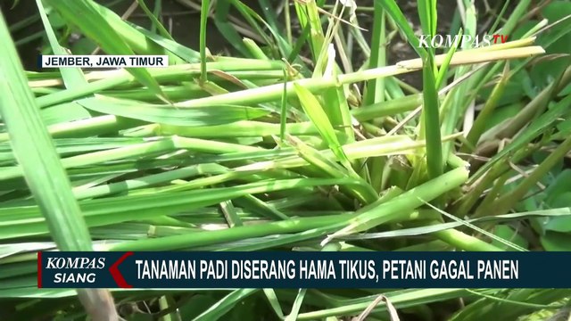 Puluhan Hektar Tanaman Padi di Jember Rusak Akibat Serangan Hama Tikus, Petani Gagal Panen!