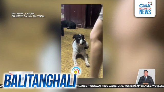 Asong tila hindi natutuwa sa pagsayaw ng isa niyang fur mom, kinagigiliwan online | Balitanghali