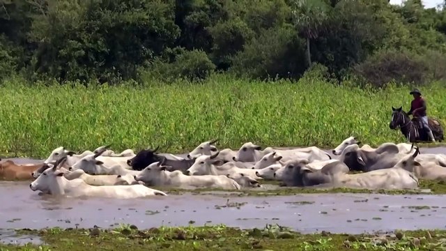 Cows swim where they once grazed as Bolivia grasslands flood