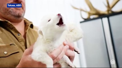 Nesli tükenen 'Ulukurt' kurtarıldı