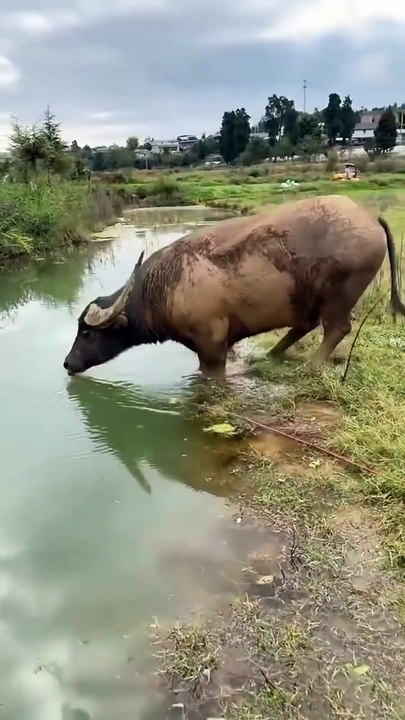 swimming buffalo