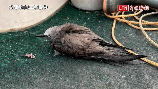澎湖海洋志工隊前進貓嶼調查 救起受傷落海玄燕鷗（澎湖海洋志工隊提供）