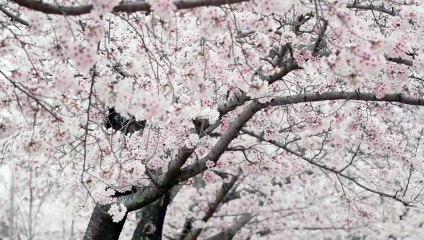 cherry blossoms 川端光露