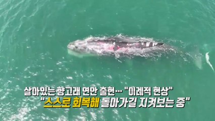 광양항 연안에 닷새째 출현... 향고래에 무슨 일이? [앵커리포트] / YTN