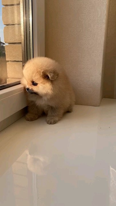 baby dog 🐕🐕🐕🐕