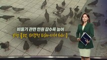 비둘기 먹이주면 과태료 '100만 원'...계도 기간 뒤 7월부터 단속 [앵커리포트] / YTN