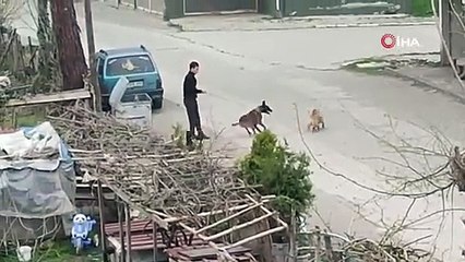 Tasmasından tuttuğu köpeğini, sokak köpeklerine saldırttı