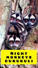 Saleemoffical presentation- night monkeys durukuli #monkeys