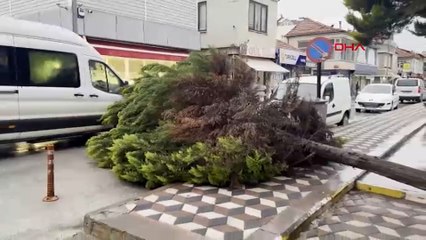 Isparta'nın Yalvaç ilçesinde ağaç yola devrildi
