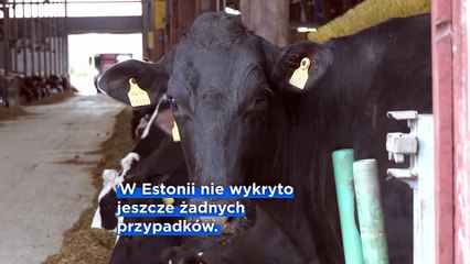 Estonia i Czechy wdrażają środki zapobiegające rozprzestrzenianiu się pryszczycy