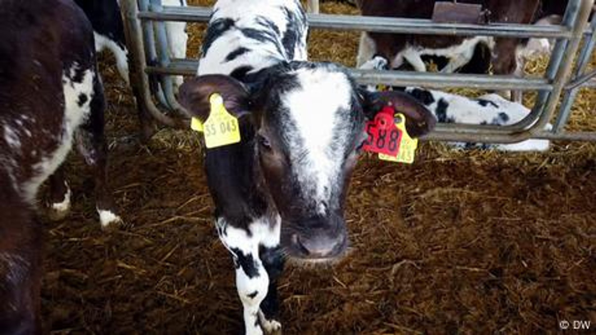 Artificial intelligence in livestock farming