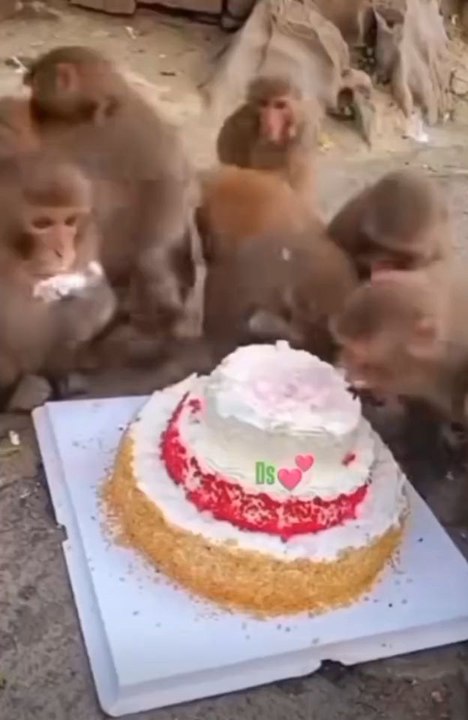 #Entrtainment#vilogmunkys#shortvideo#shortfuny#dailymution#shortfilam#animal#