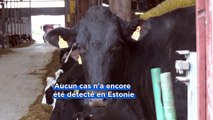 L'Estonie et la République tchèque en alerte face au risque de propagation de fièvre aphteuse