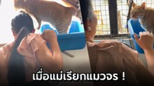 น้องแมวต้าวส้ม ขี้หวงสุดพลัง เมื่อคนเลี้ยงแกล้งเรียกแมวจร อาการออกทันที