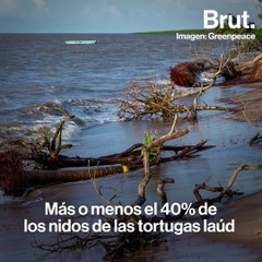 Siguiendo a las tortugas laúd para rescatarlas