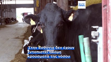 Μέτρα σε Εσθονία και Τσεχία για την πρόληψη της εξάπλωσης του αφθώδους πυρετού