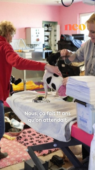 Ce refuge normand donne une seconde vie aux animaux maltraités