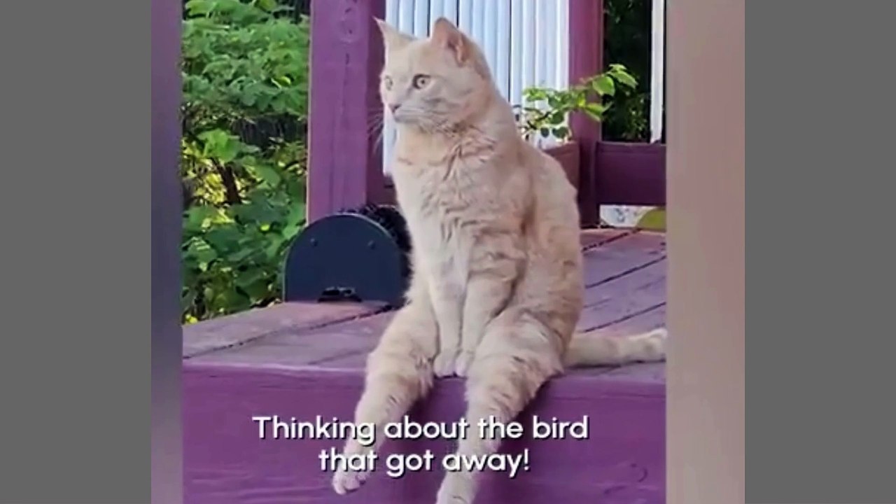 Jungle World: Funny Pet Moments Part 25 – Laughing All the Way! #FunnyAnimals #PetComedy #JungleWorld #PetLaughs #FunnyCats #FunnyDogs #AnimalAntics #ViralVideos #LaughingPets