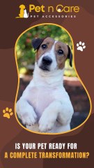 Buy Cats and Dogs Pet Products - PetnCare