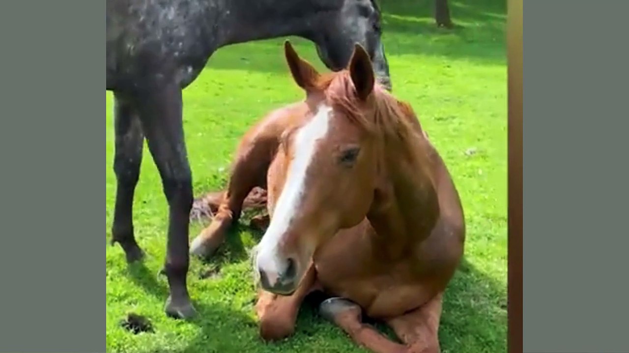 Jungle World: Cutest & Funniest Pet Moments Part 29 – Instant Mood Booster! #FunnyAnimals #PetLaughs #JungleWorld #CutePets #FunnyDogs #FunnyCats #AnimalAntics #LOLAnimals #ViralPetVideos #HappyPets