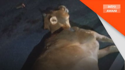 Remaja maut motosikal rempuh lembu